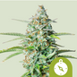 Royal Queen Seeds - Nothern Light Automatic, 3 Samen