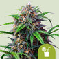 Royal Queen Seeds - Purple Lemonade Automatic, 3 Samen