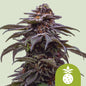 Royal Queen Seeds - Tropicana Cookies Purple Automatic, 3 Samen