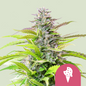 Royal Queen Seeds - Cookies Gelato, 3 Samen