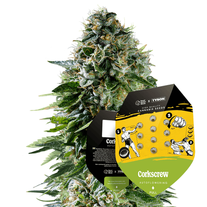 Royal Queen Seeds - Corkscrew Auto, 3 Samen