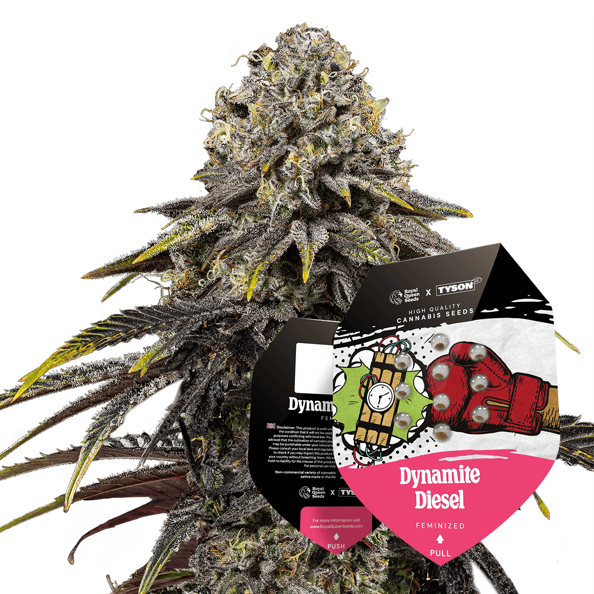 Royal Queen Seeds - Dynamite Diesel, 3 Samen