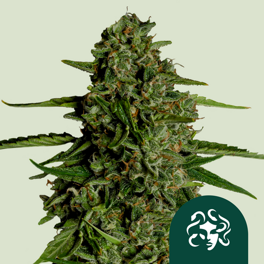 Royal Queen Seeds - Medusa F1, 3 Samen