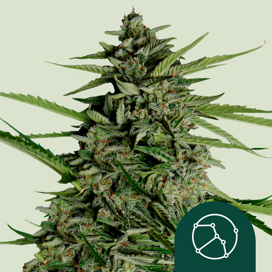 Royal Queen Seeds - Orion F1, 3 Samen