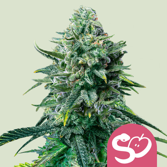 Royal Queen Seeds - Forbidden Fruit, 3 Samen