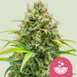 Royal Queen Seeds - Lemon Skunk, 3 Samen