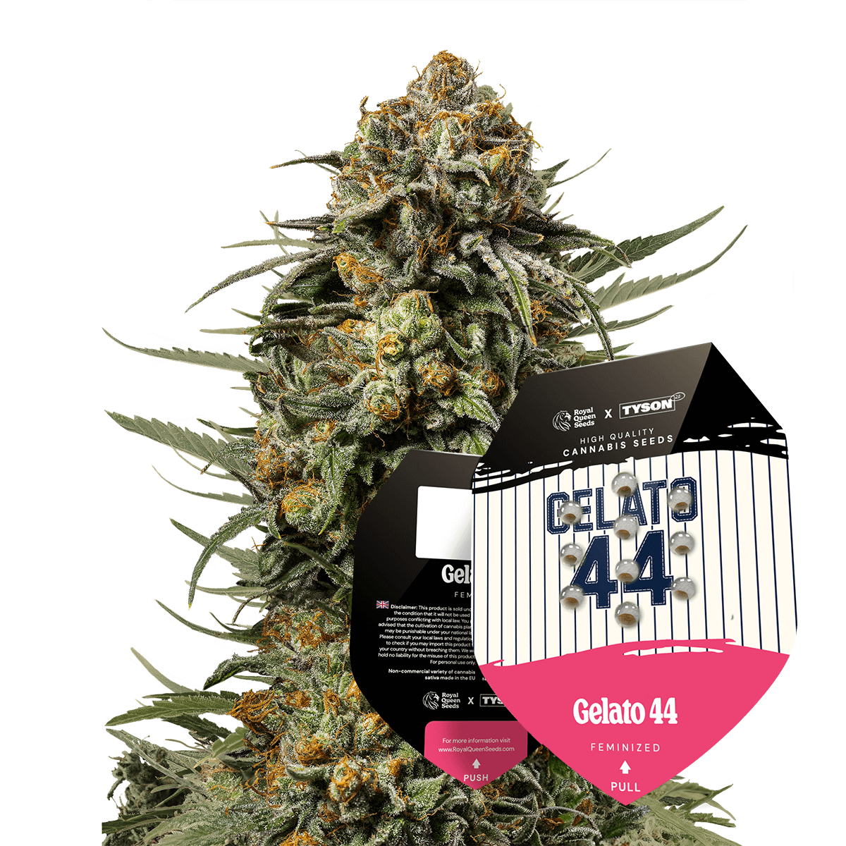 Royal Queen Seeds - Gelato 44, 3 Samen