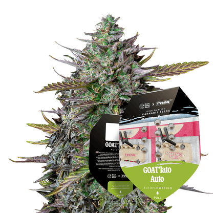 Royal Queen Seeds - GOAT´lato Auto, 3 Samen