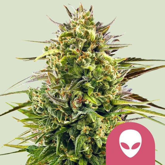 Royal Queen Seeds - Alien OG, 3 Samen