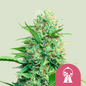 Royal Queen Seeds - Pink Runtz, 3 Samen