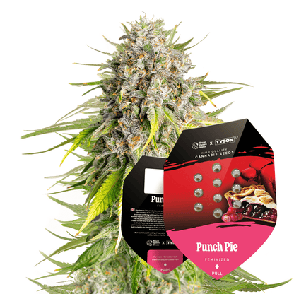 Royal Queen Seeds - Punch Pie, 3 Samen