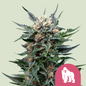 Royal Queen Seeds - Royal Gorilla, 3 Samen