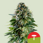 Royal Queen Seeds - Corkscrew Auto, 3 Samen