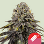 Royal Queen Seeds - Dynamite Diesel, 3 Samen