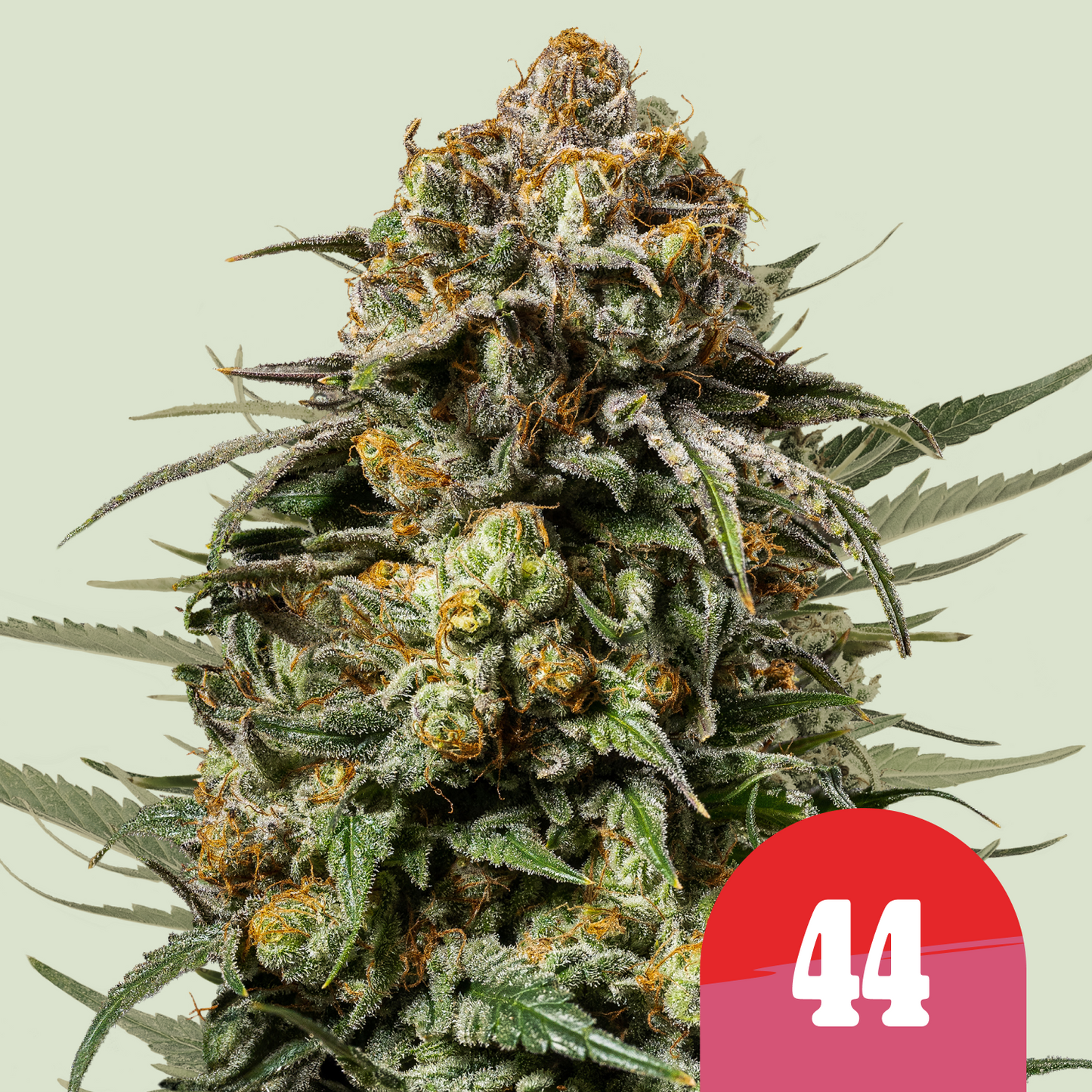 Royal Queen Seeds - Gelato 44, 3 Samen