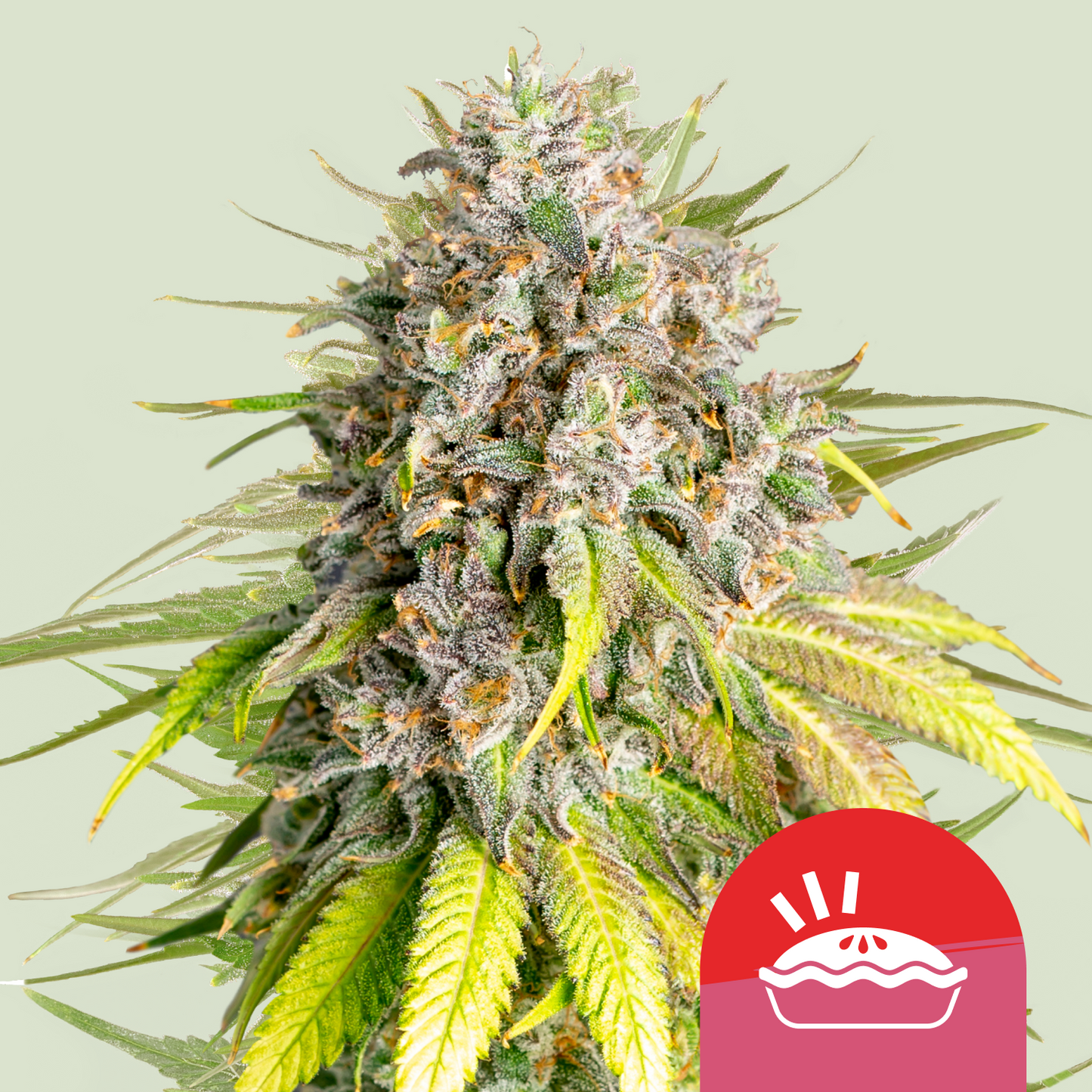 Royal Queen Seeds - Punch Pie, 3 Samen