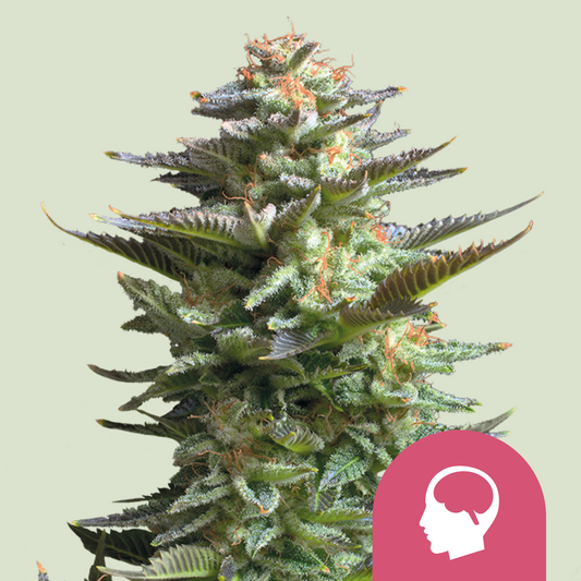 Royal Queen Seeds - Amnesia Haze, 3 Samen