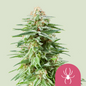 Royal Queen Seeds - White Widow, 3 Samen