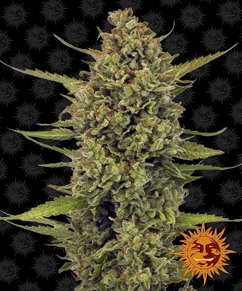 Barney´s Farm Seeds - Acapulco Gold, 3 Samen