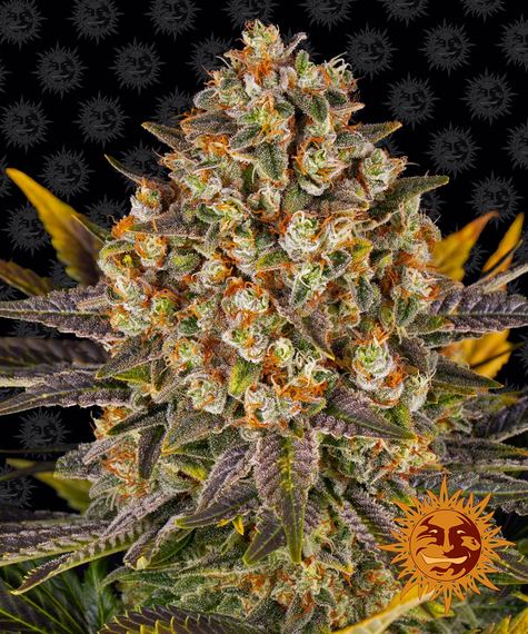 Barney´s Farm Seeds - Banana Punch, 3 Samen