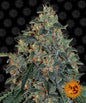 Barney´s Farm Seeds - Blueberry OG, 3 Samen