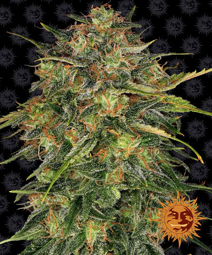 Barney´s Farm Seeds - Cheese, 3 Samen