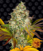 Barney´s Farm Seeds - Cookies Kush Auto, 3 Samen