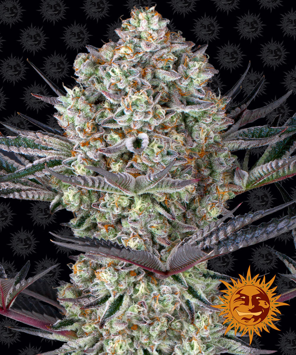 Barney´s Farm Seeds - Dos Si Dos 33, 3 Samen