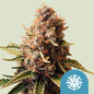 Royal Queen Seeds - Euphoria CBD, 3 Samen