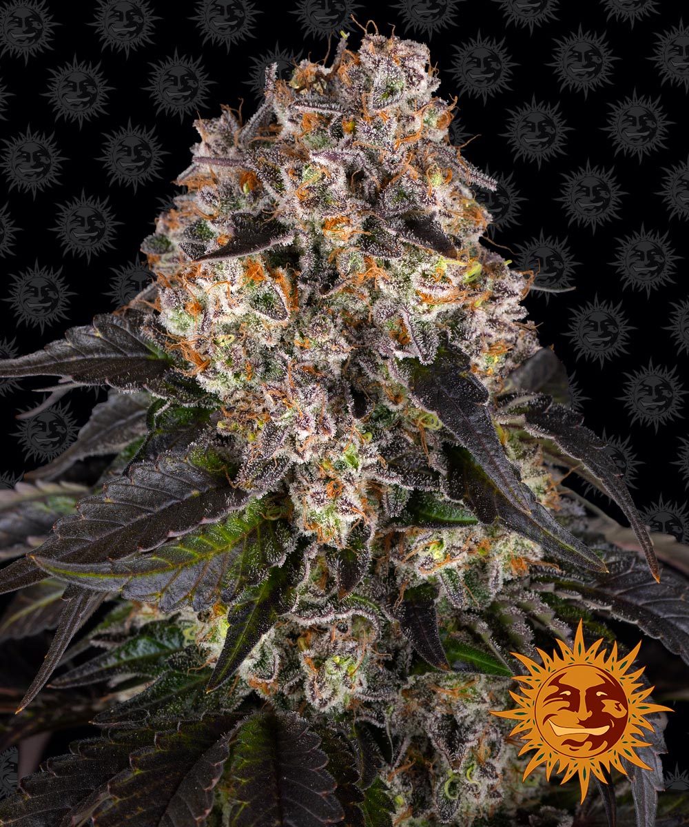 Barney´s Farm Seeds - Girl Scout Cookies, 3 Samen