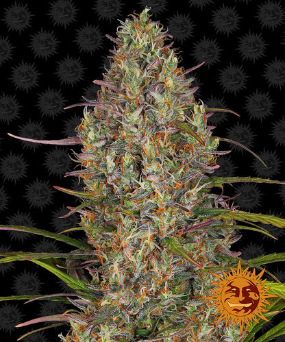 Barney´s Farm Seeds - Glue Gelato Auto, 3 Samen