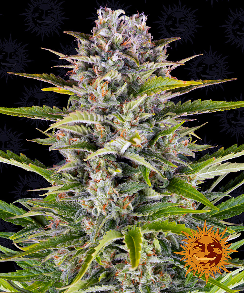 Barney´s Farm Seeds - Gorilla Zkittlez Auto, 3 Samen