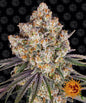 Barney´s Farm Seeds - Ice Cream Cake, 3 Samen