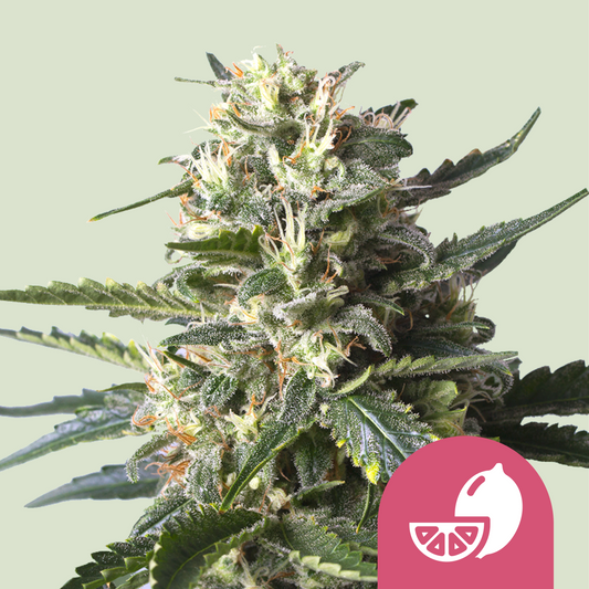 Royal Queen Seeds - Lemon Shinning Silver Haze, 3 Samen