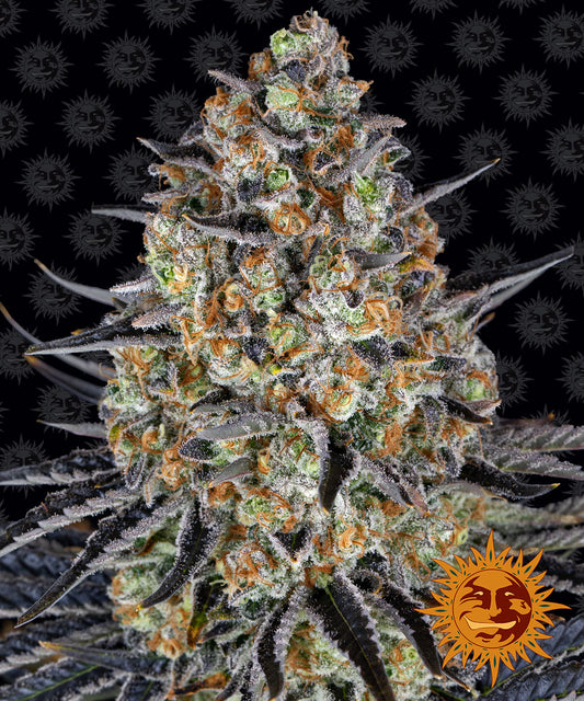 Barney´s Farm Seeds - LSD, 3 Samen