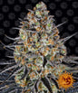 Barney´s Farm Seeds - LSD, 3 Samen