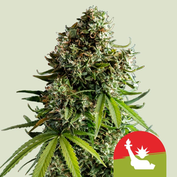 Royal Queen Seeds - NYC Sour D Auto, 3 Samen