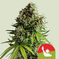 Royal Queen Seeds - NYC Sour D Auto, 3 Samen