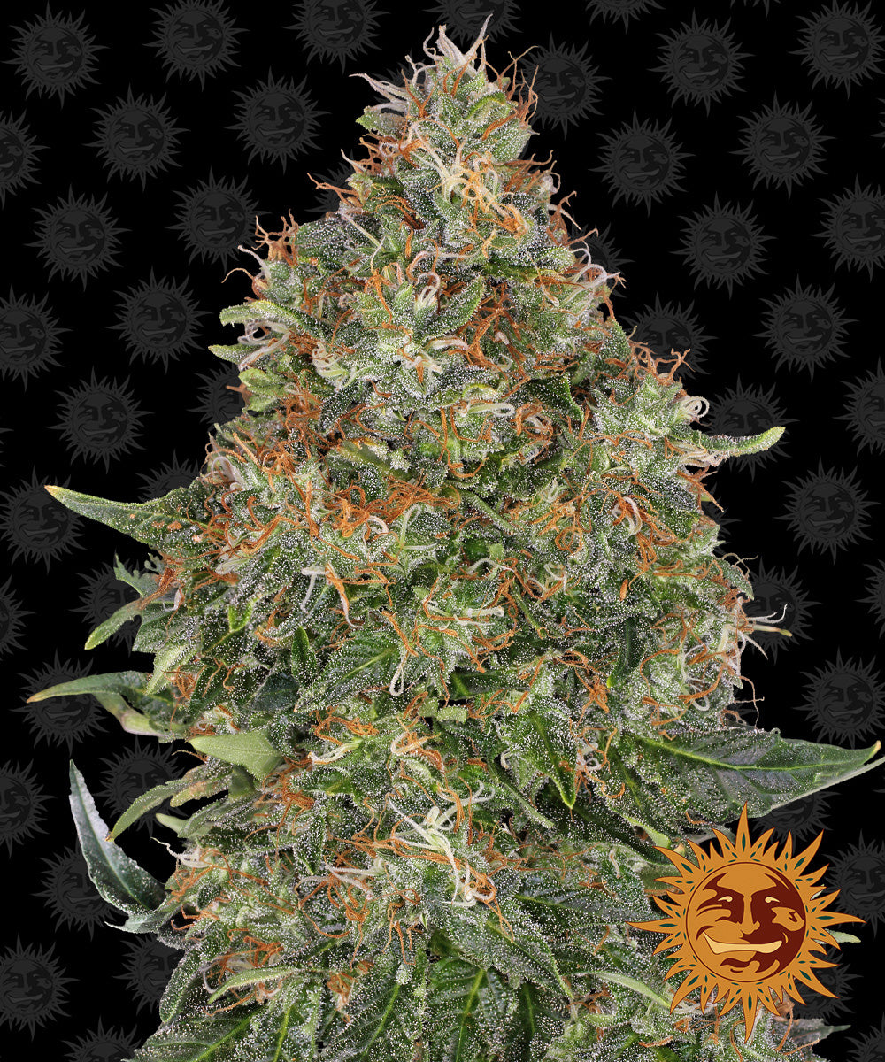 Barney´s Farm Seeds - Pineapple Express Auto, 3 Samen