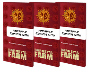 Barney´s Farm Seeds - Pineapple Express Auto, 3 Samen