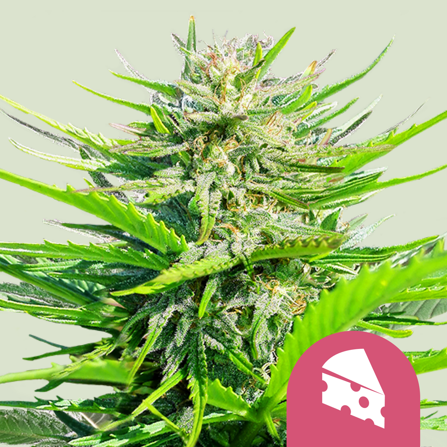 Royal Queen Seeds - Royal Cheese-Fast Flowering, 3 Samen