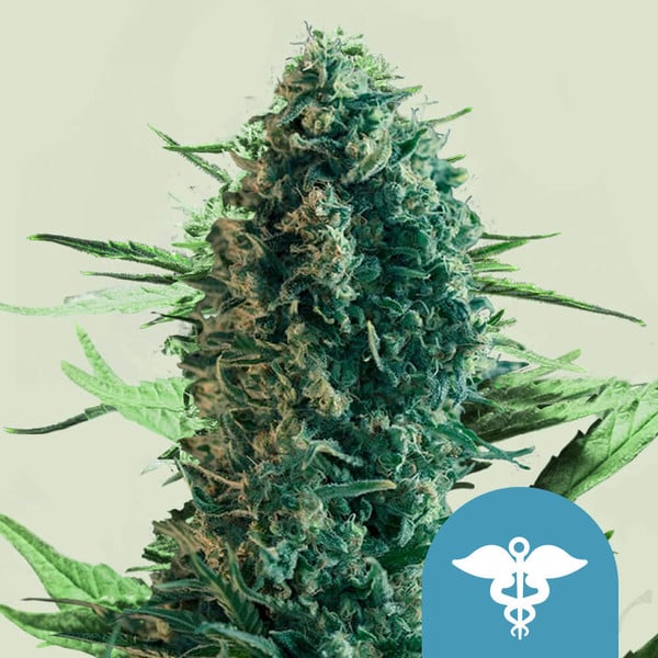 Royal Queen Seeds - Royal Medic CBD, 3 Samen