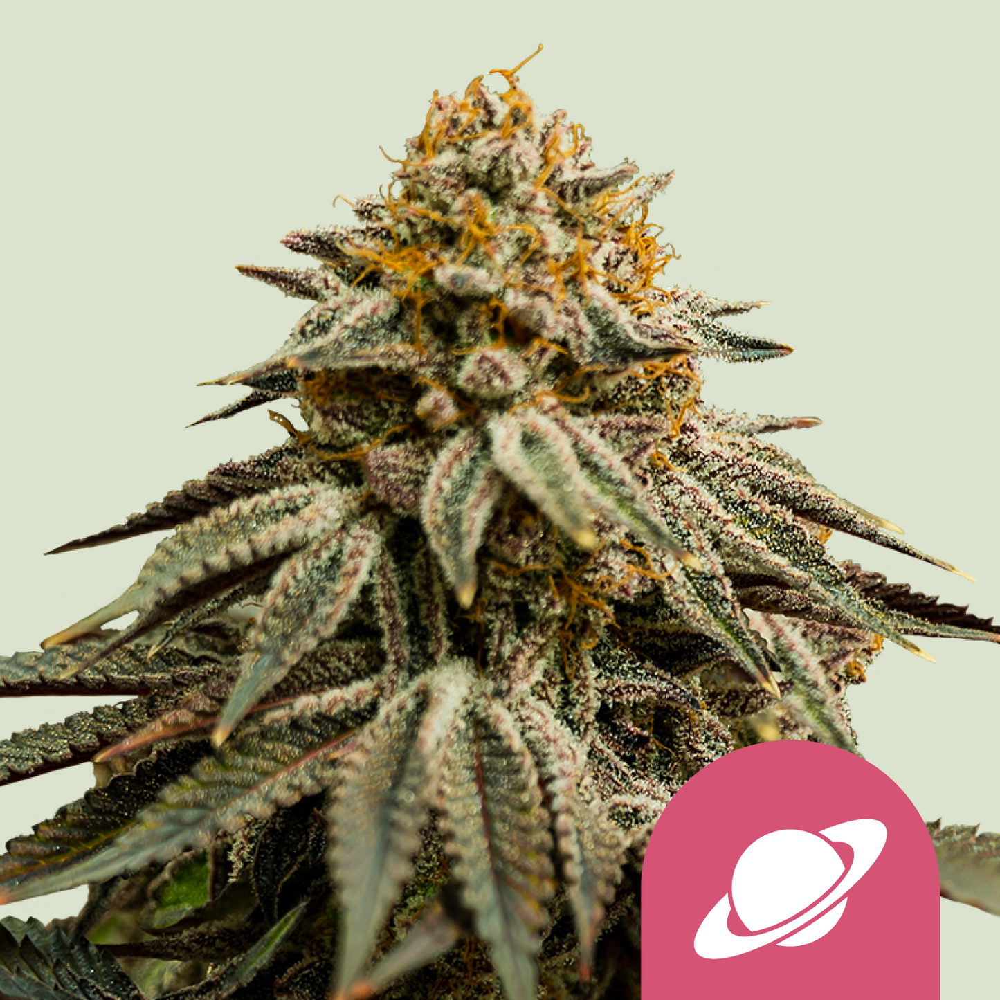 Royal Queen Seeds - Royal Skywalker, 3 Samen