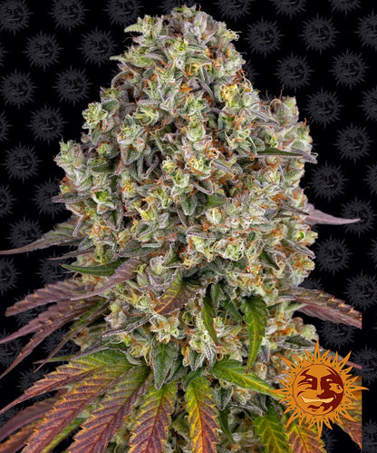 Barney´s Farm Seeds - Sour Diesel, 3 Samen