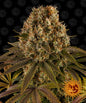 Barney´s Farm Seeds - Strawberry Lemonade, 3 Samen