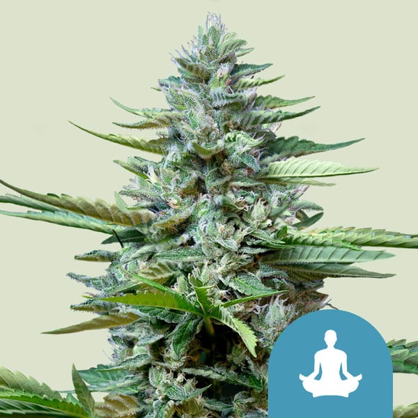 Royal Queen Seeds - Stress Killer Automatic CBD, 3 Samen