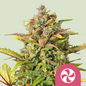 Royal Queen Seeds - Sweet ZZ, 3 Samen