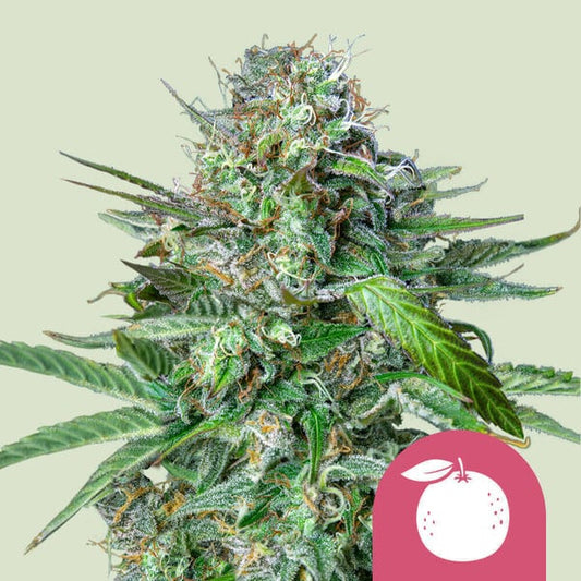 Royal Queen Seeds - Tangie, 3 Samen