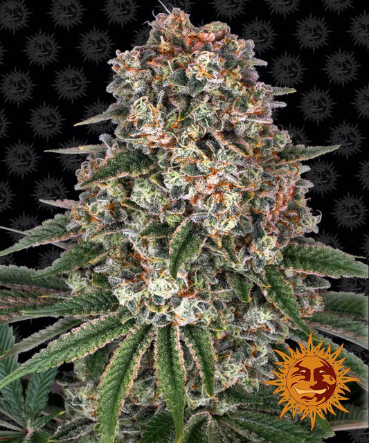 Barney´s Farm Seeds - Tropicanna Banana, 3 Samen